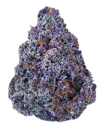 A dense, cone-shaped cannabis flower bud with vibrant purple leaves and orange pistils, isolated on a white background.