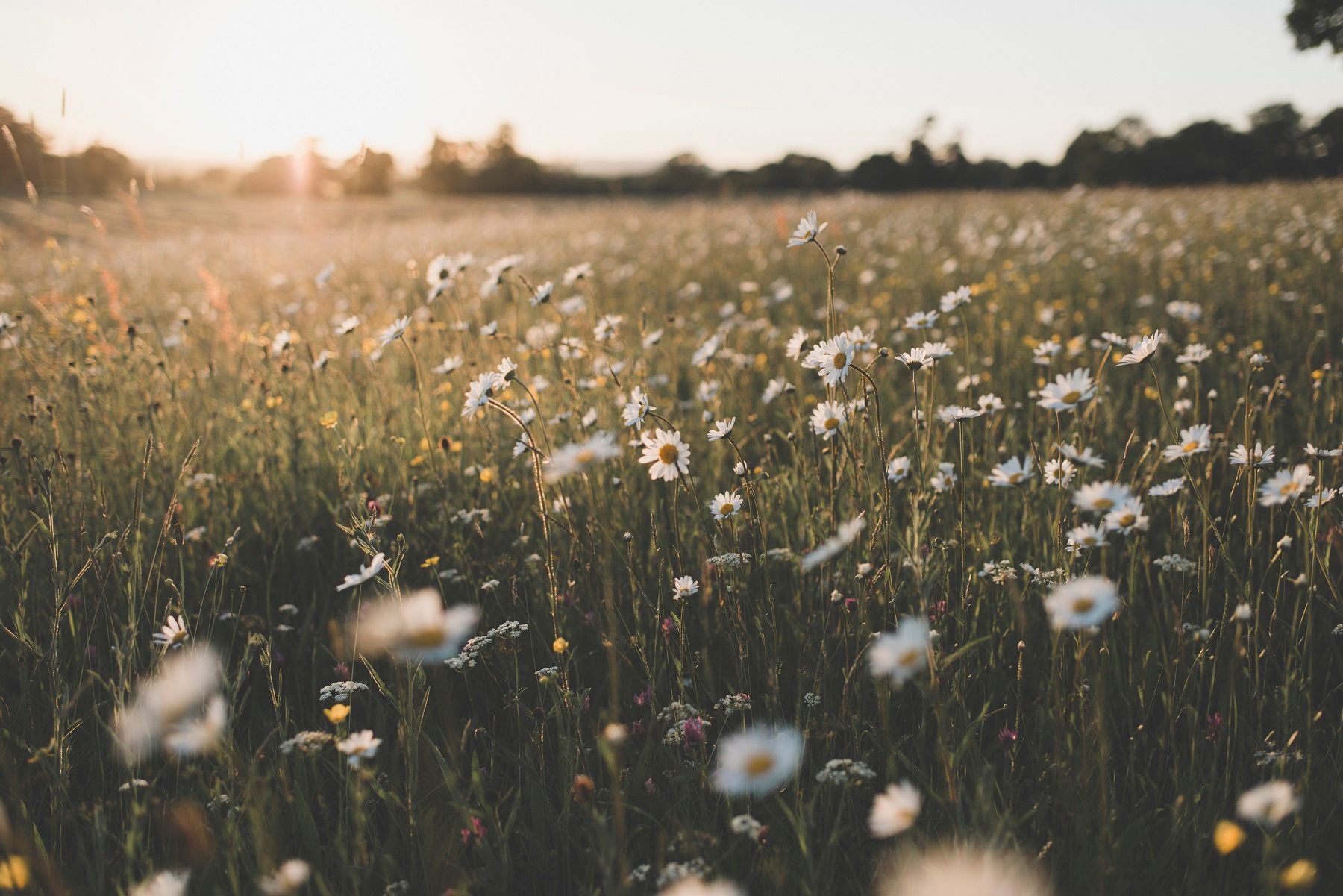 a field of daisies with the sun shining through the trees in the background .