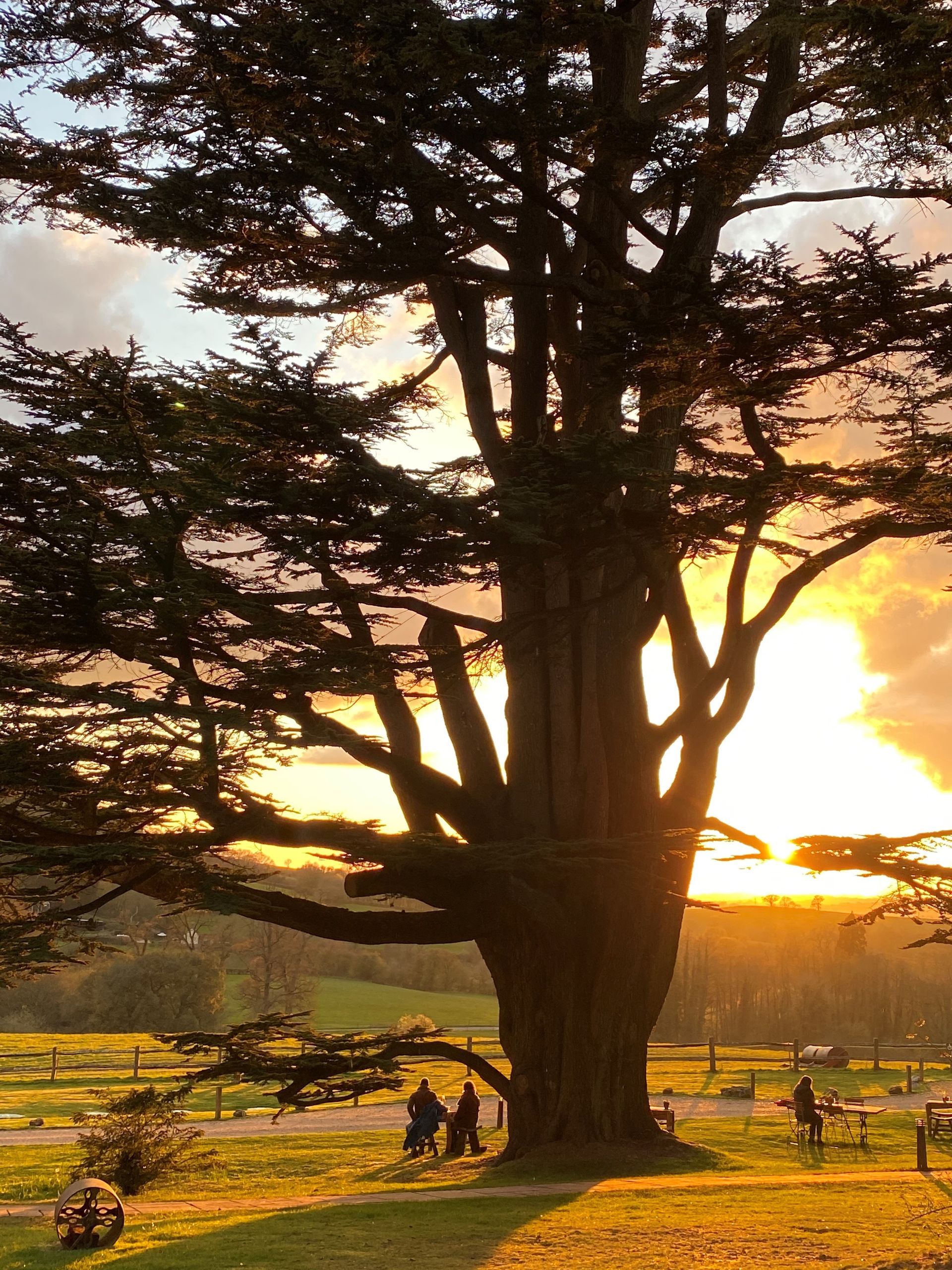 a tree in a field with a sunset in the background