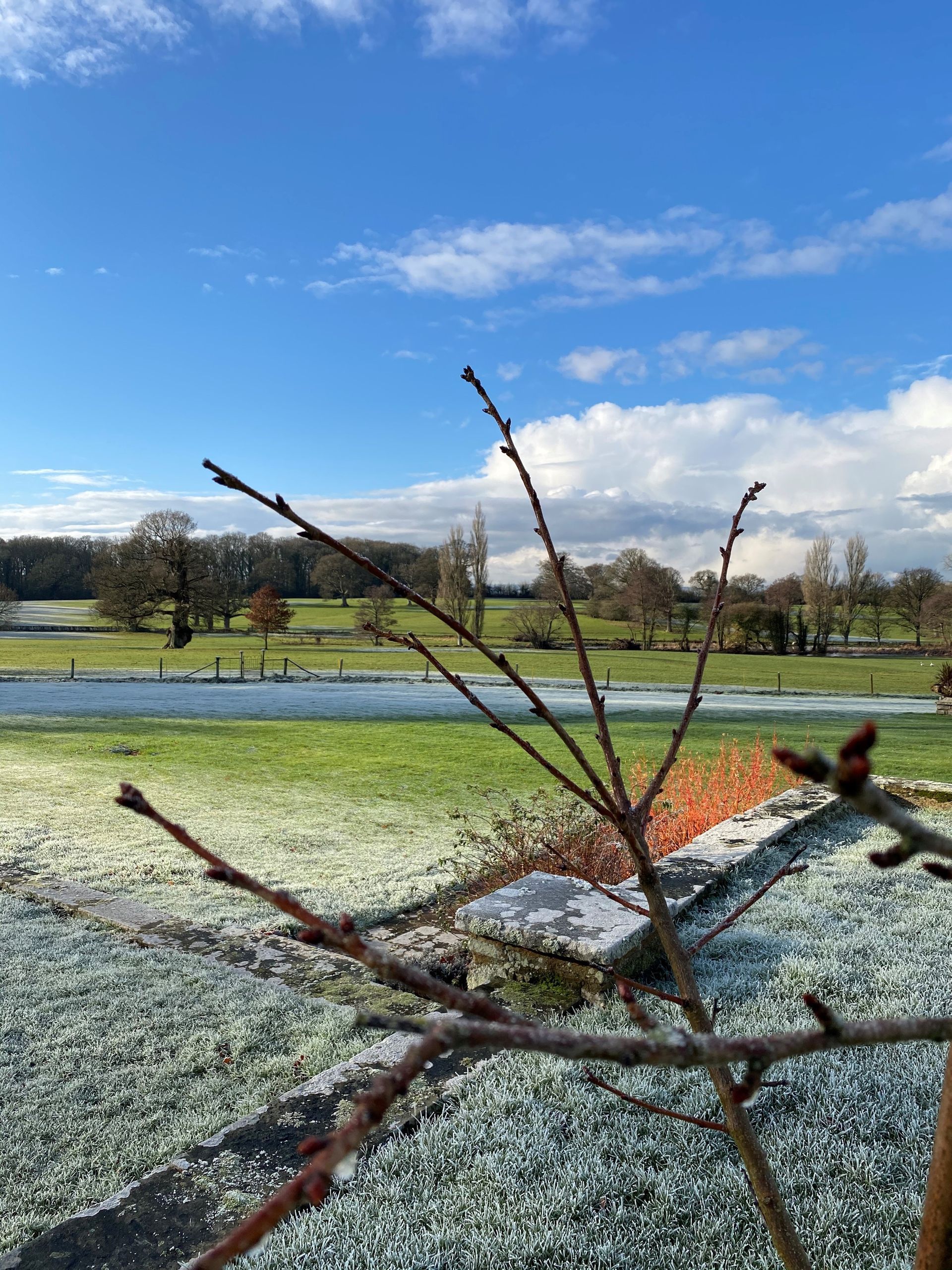 a tree branch in the foreground with a field in the background
