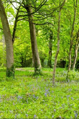 a forest filled with lots of trees and bluebells