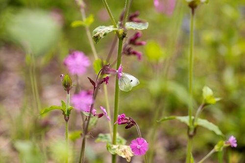 a white butterfly is sitting on a pink flower in a field .