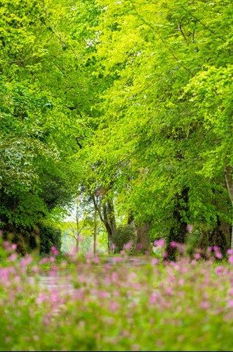 a forest with lots of trees and pink flowers in the foreground .