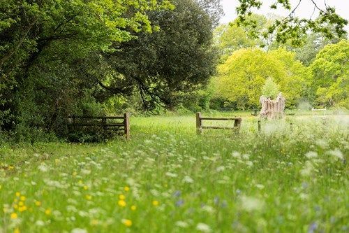 there is a wooden fence in the middle of a field of flowers .