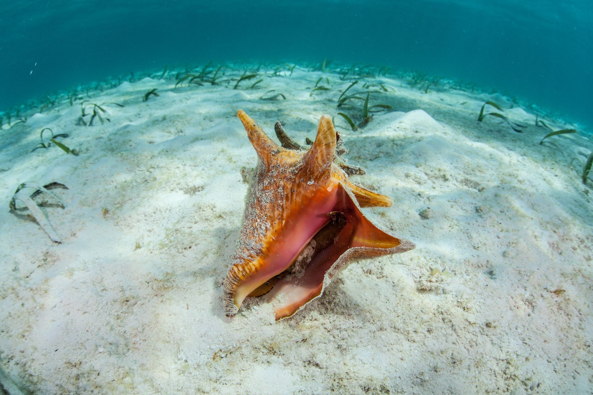 Large conch shell on white sand, underwater with seagrass and blue water.