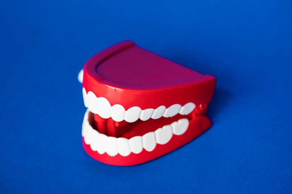 A model of a person 's teeth on a blue background