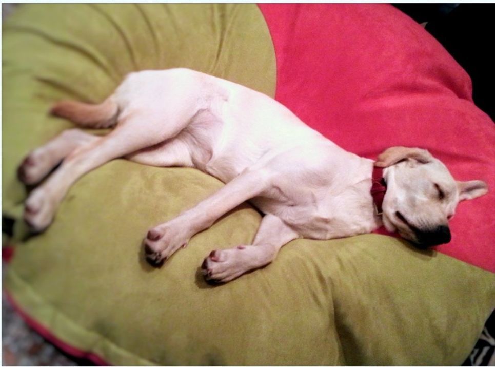 Poltrona sacco Nuvola + cane