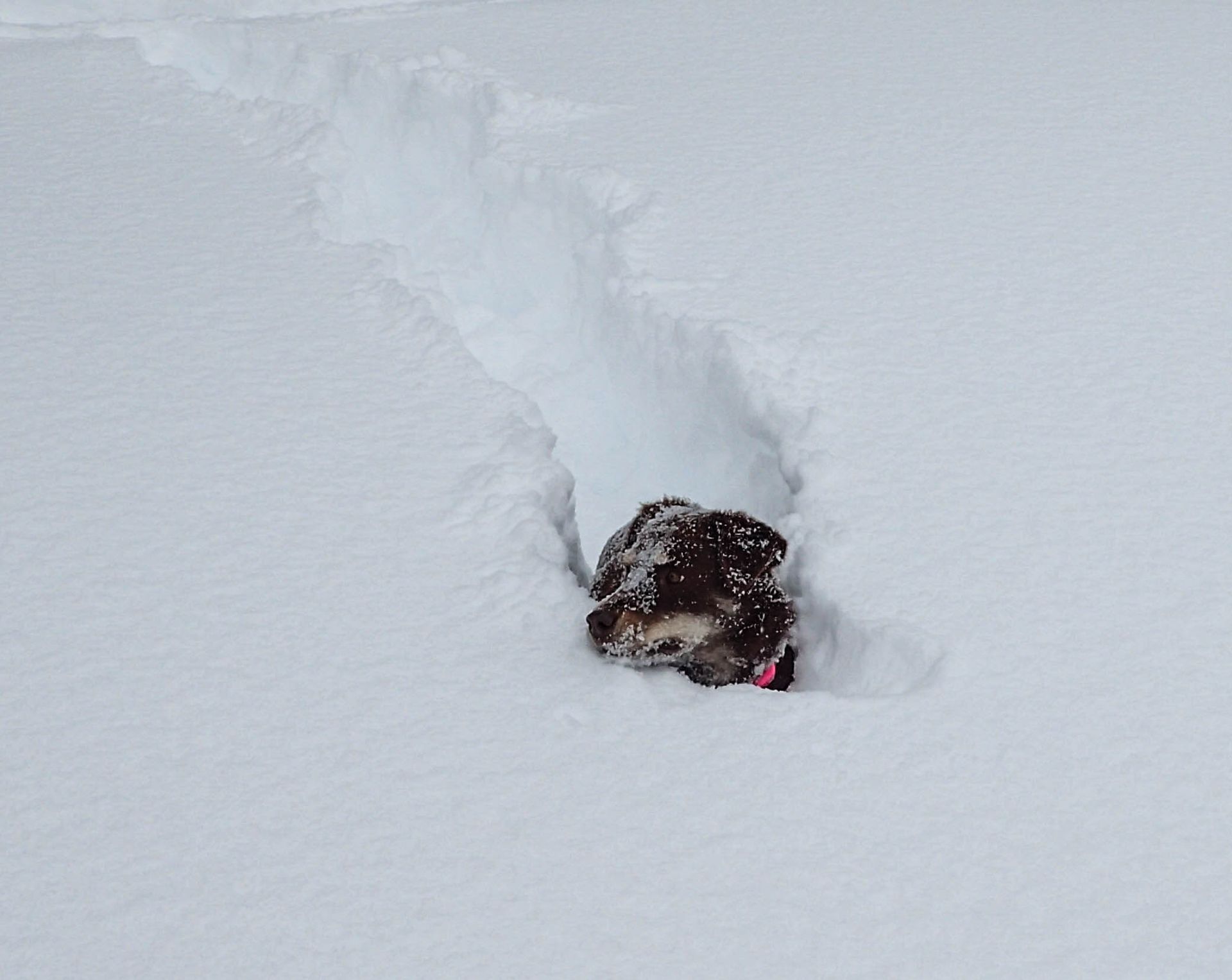 A dog is laying in the snow in a hole.