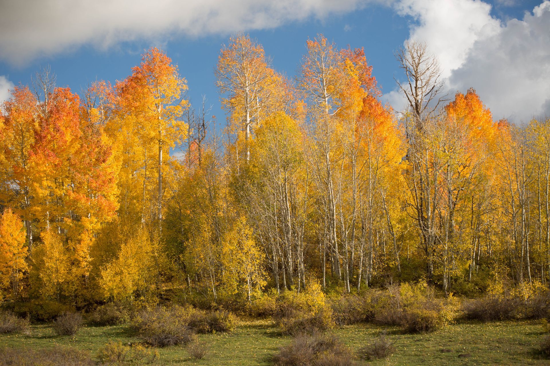 A row of trees with yellow leaves in a field.