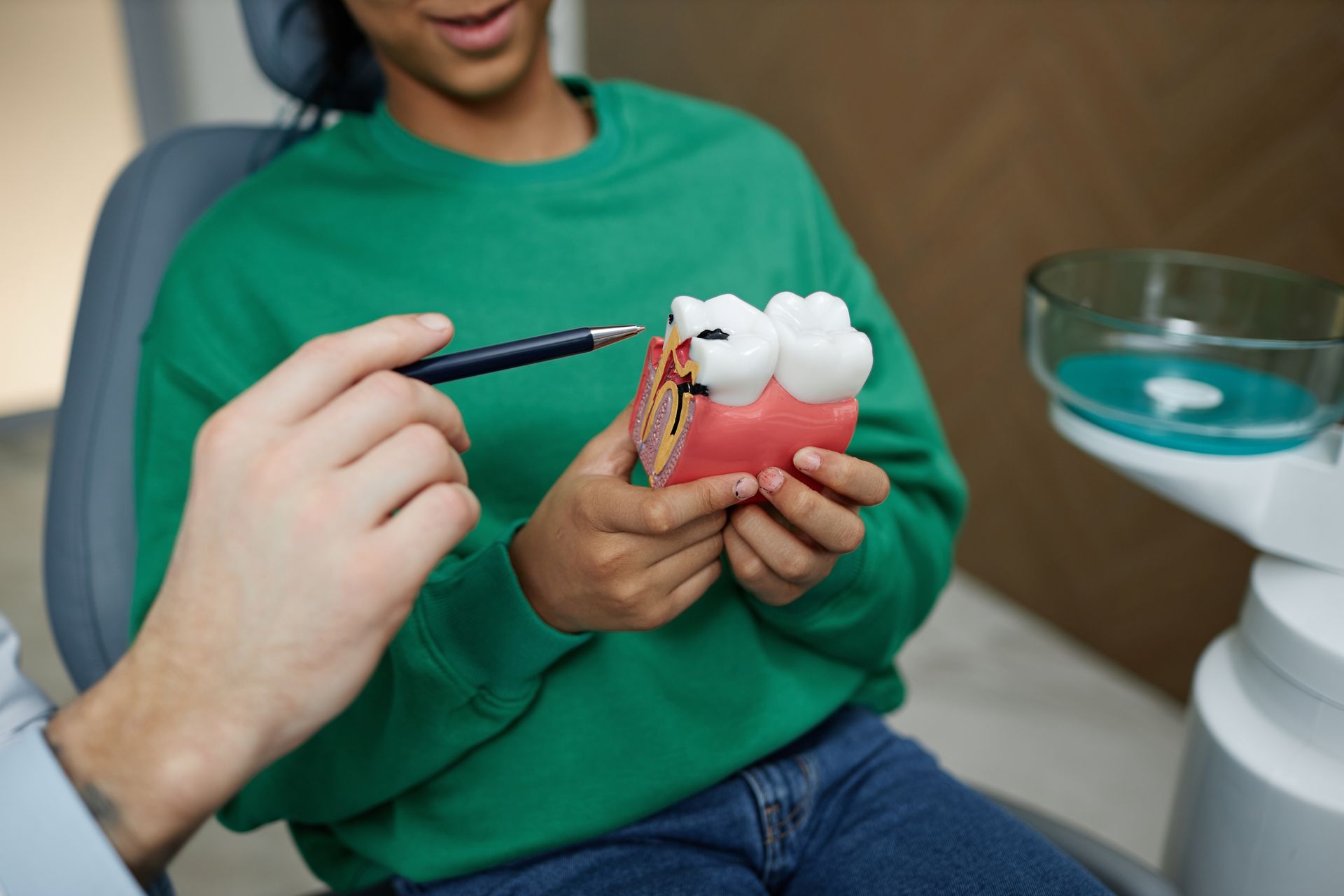 A person is holding a model of a tooth and pointing at it.