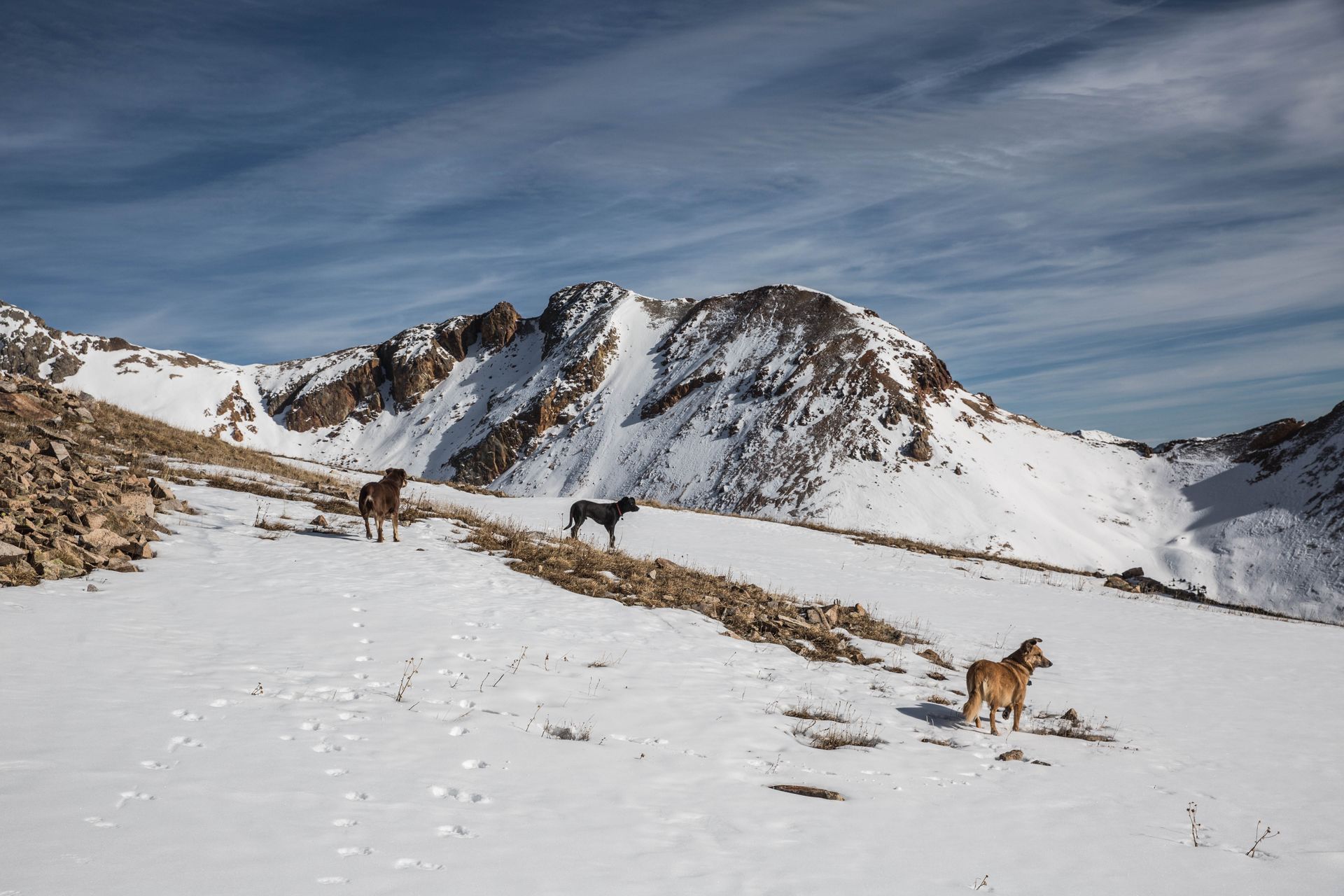 Two horses are standing in the snow on top of a snow covered mountain.