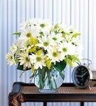 image-140567-Daisy1.jpg?1421446608713