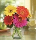 image-140567-Daisy1.jpg?1421446608713