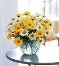 image-140567-Daisy1.jpg?1421446608713