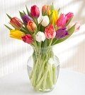 image-210223-140599-Tulip 1 45.jpg?1421448013916