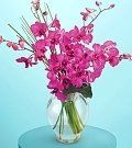 Orchid #1 $65