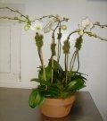 Orchid #5 $275