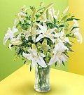 Lily #1 $95