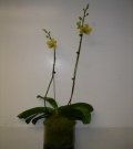 Plant #5 $100