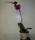 Plant #6 $60