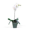 Plant #8 $50