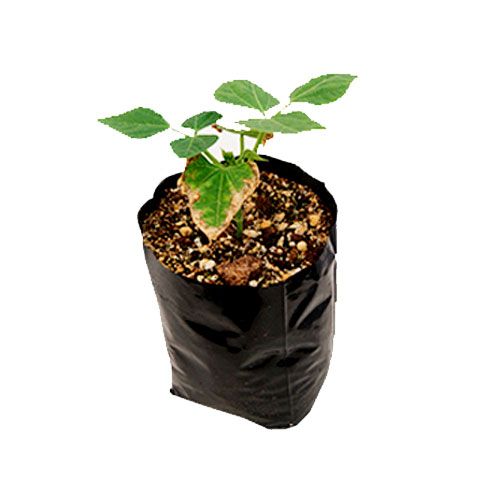 Compañía Plástica G&V E.I.R.L