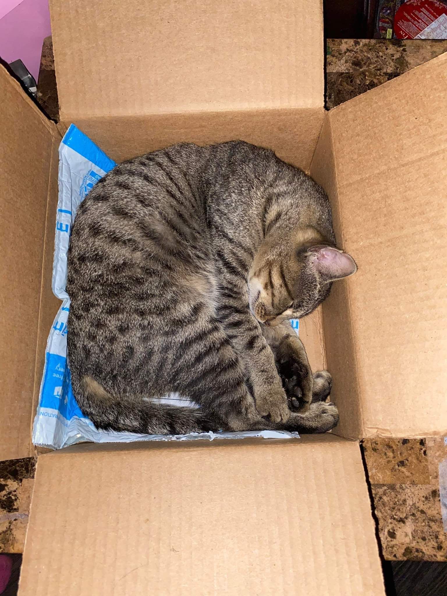 A tabby cat curled up asleep inside a cardboard box.