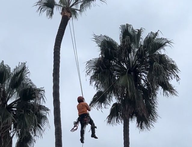 tree cutting service near me