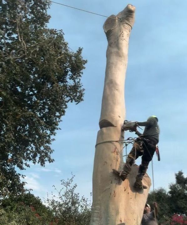 tree removal cost