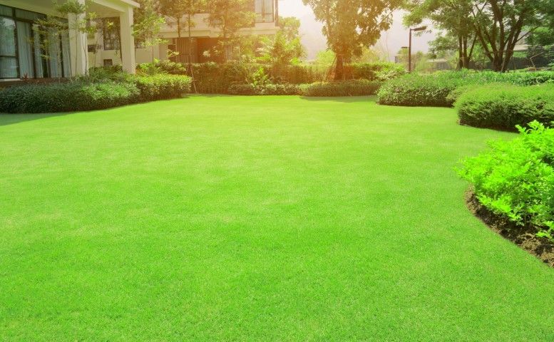 An Image of freshly cut grass in the backyard for local lawn care services in Reston, VA