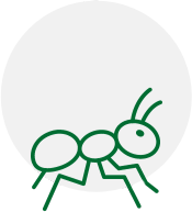 a green line drawing of an ant in a circle on a white background .
