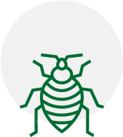 a green line drawing of a bed bug in a circle on a white background .
