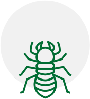 an icon of a termite in a circle on a white background .