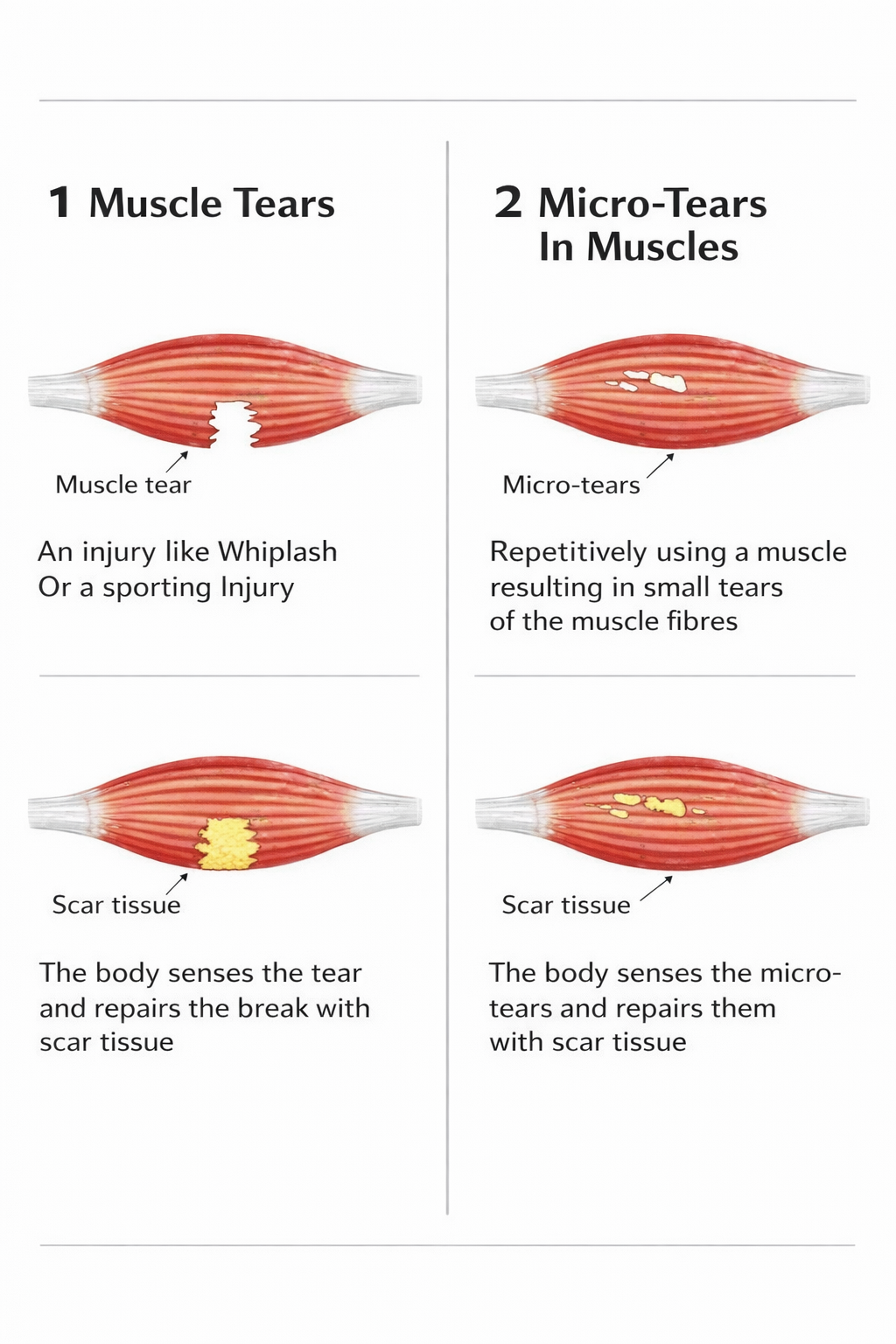 Woman sits on a blue exercise ball, holding dumbbells in front of her. Indoors, she is working out.