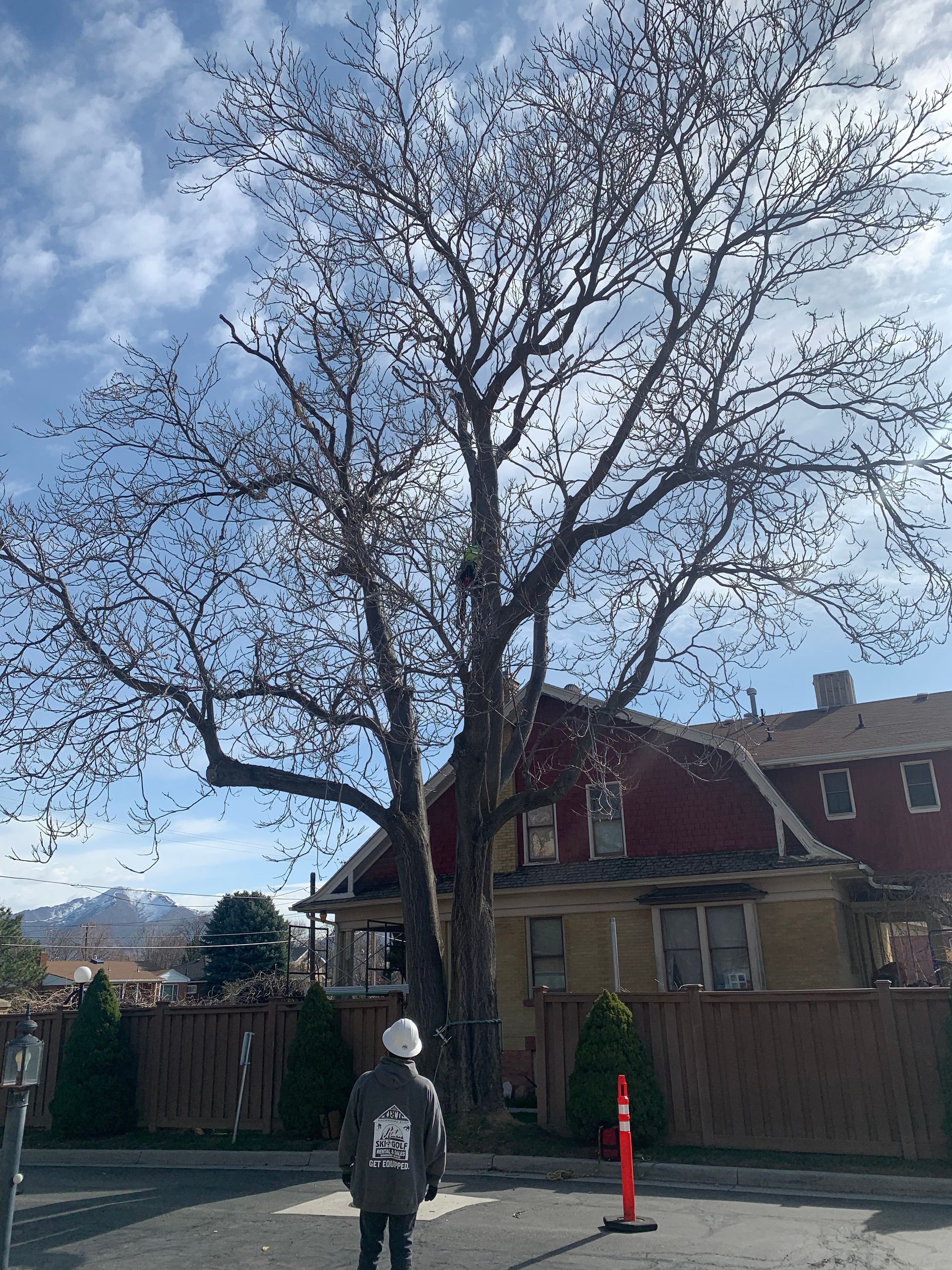 Heartwood Tree Service Salt Lake County Tree Service