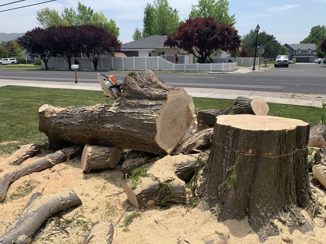 Salt Lake City Tree Service, Doug's Tree