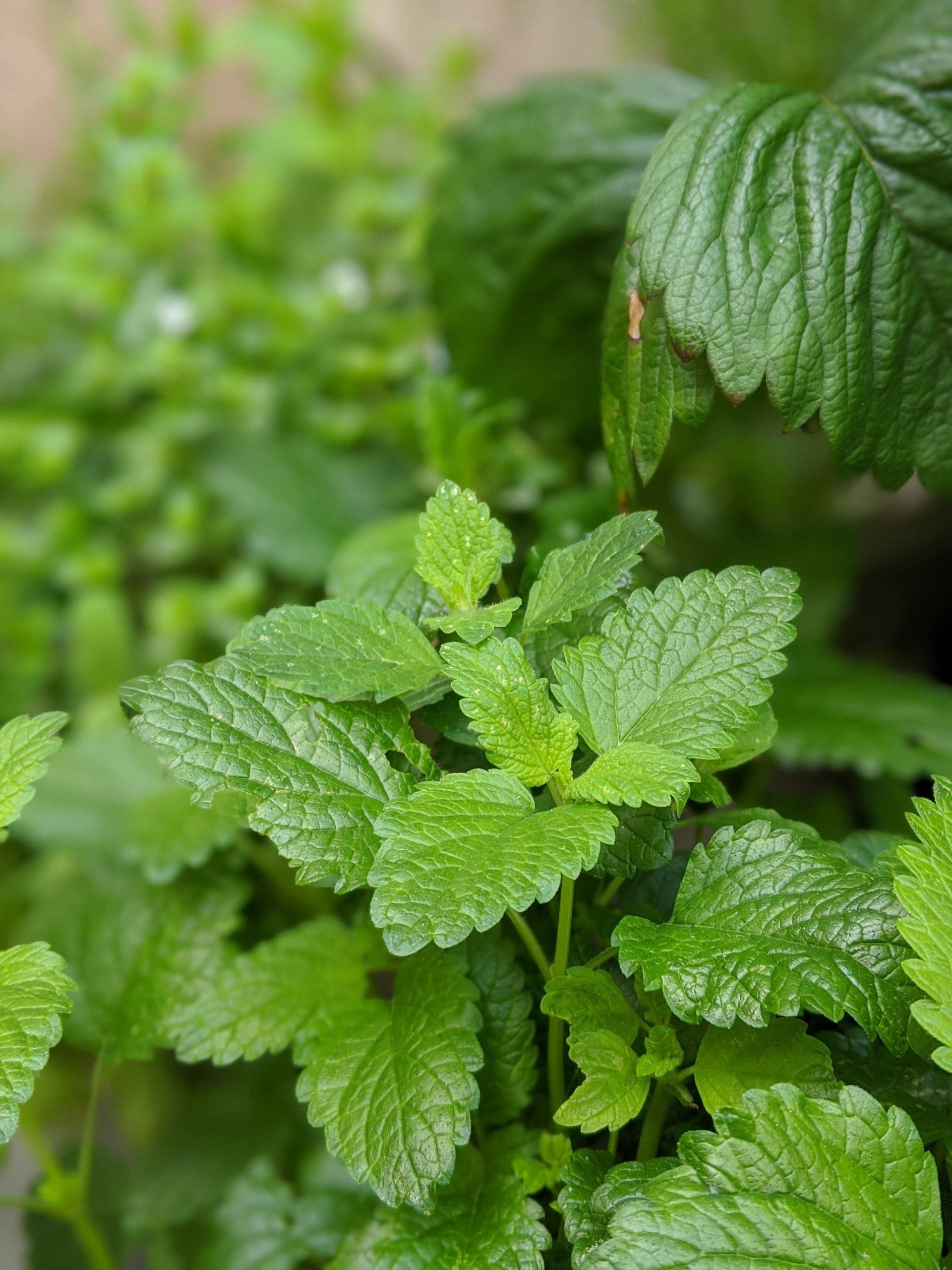 Lemon Balm - photograph by Sue Cartwright