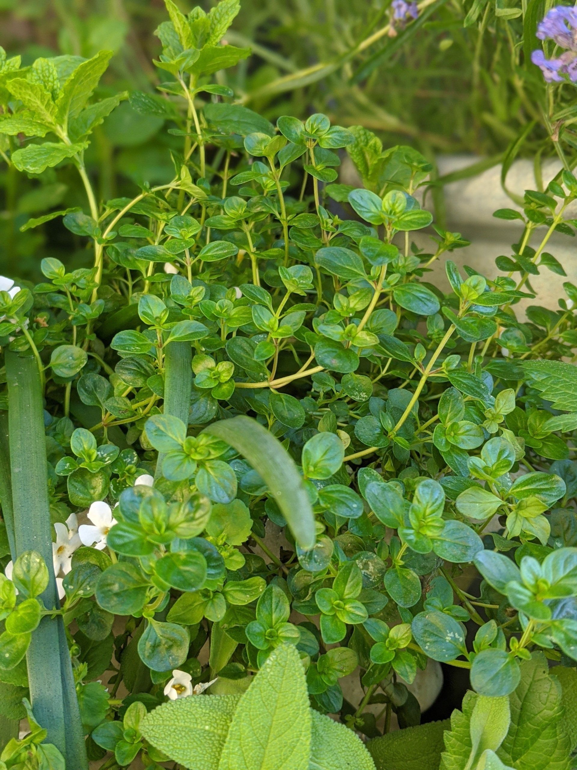 Thyme - photograph by Sue Cartwright