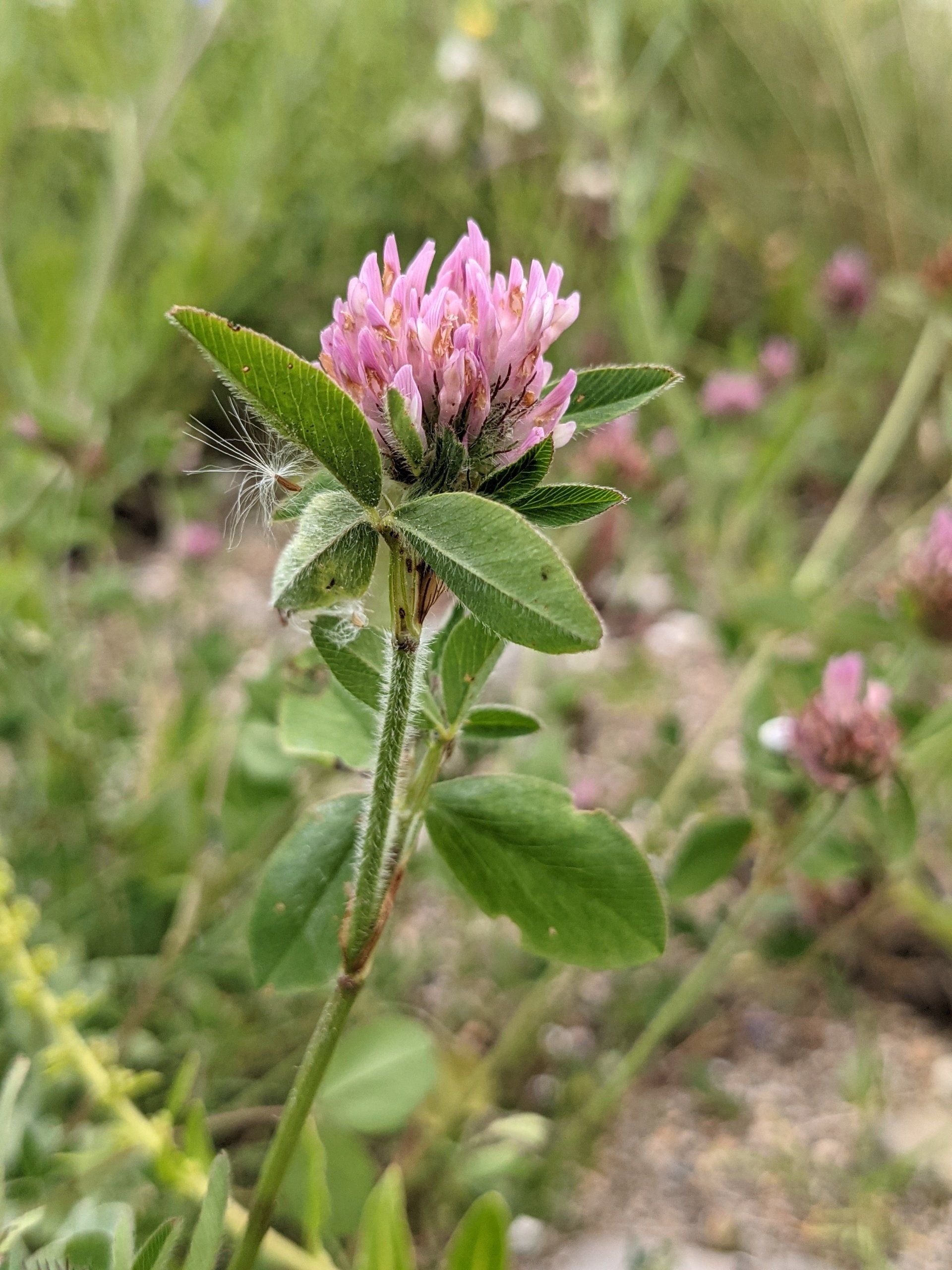 Red Clover - photograph by Sue Cartwright