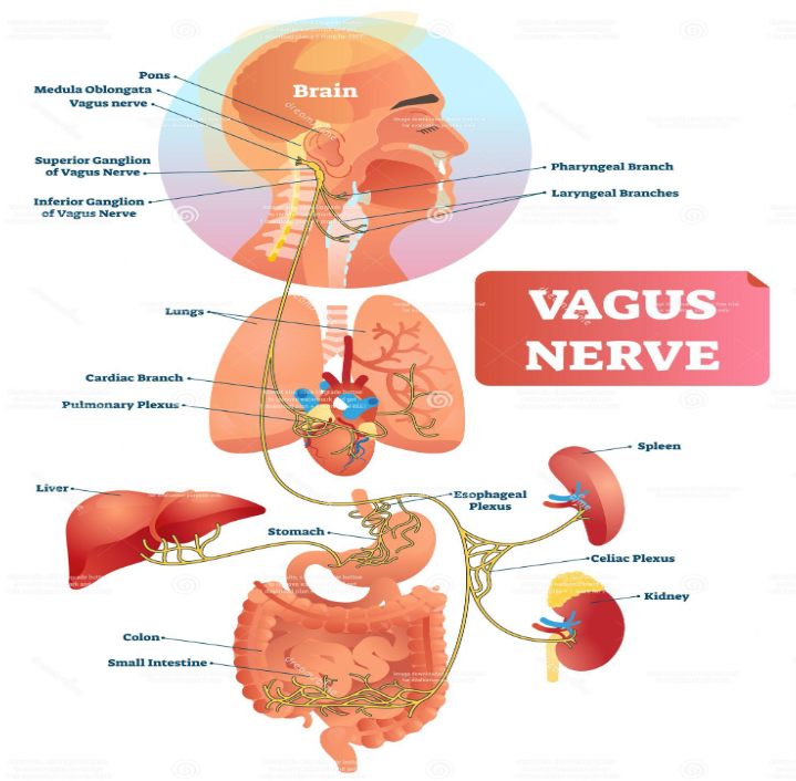 The Vagus Nerve - Article by Helen Mantell