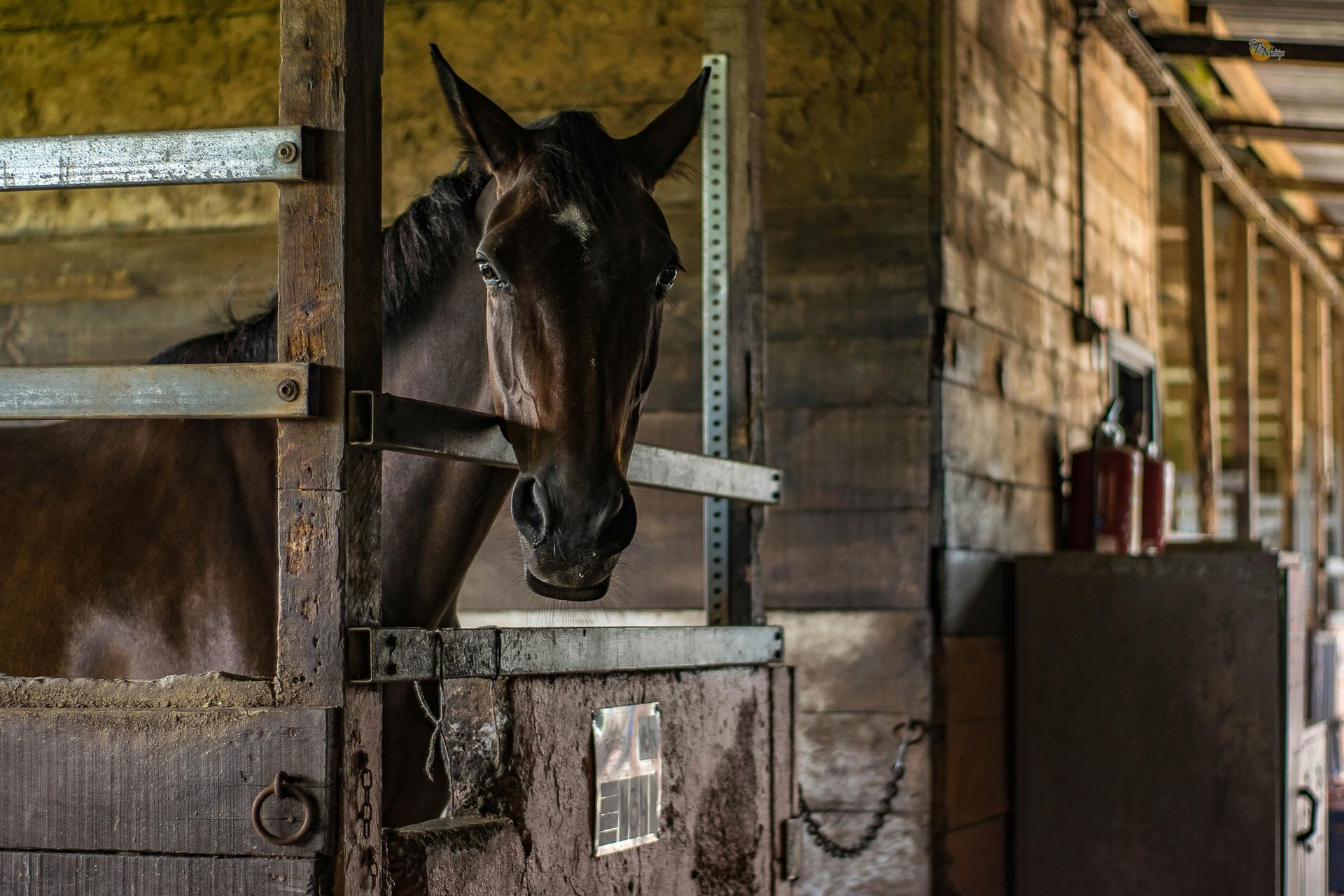 A horse is sticking its head out of a stable door.