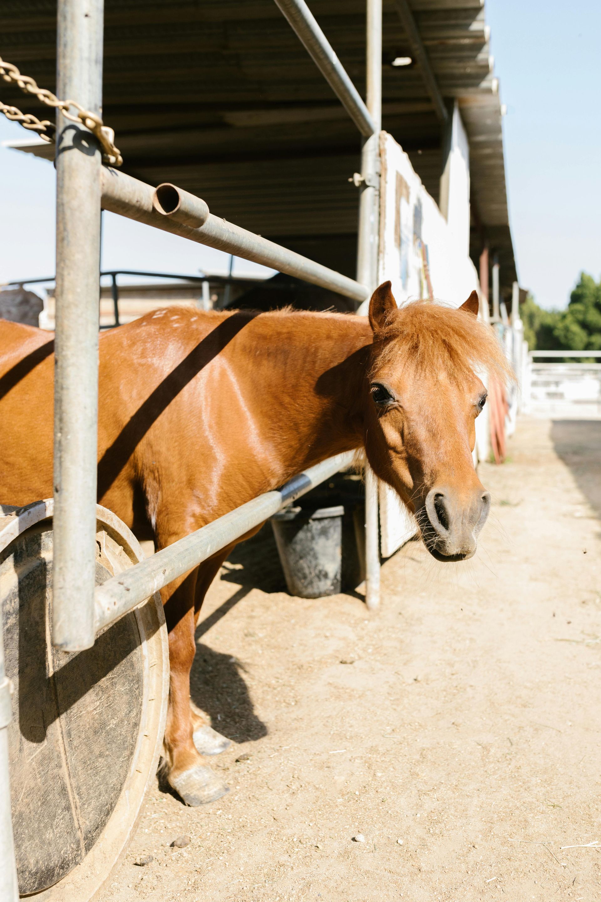 A brown horse is leaning against a fence in a stable.