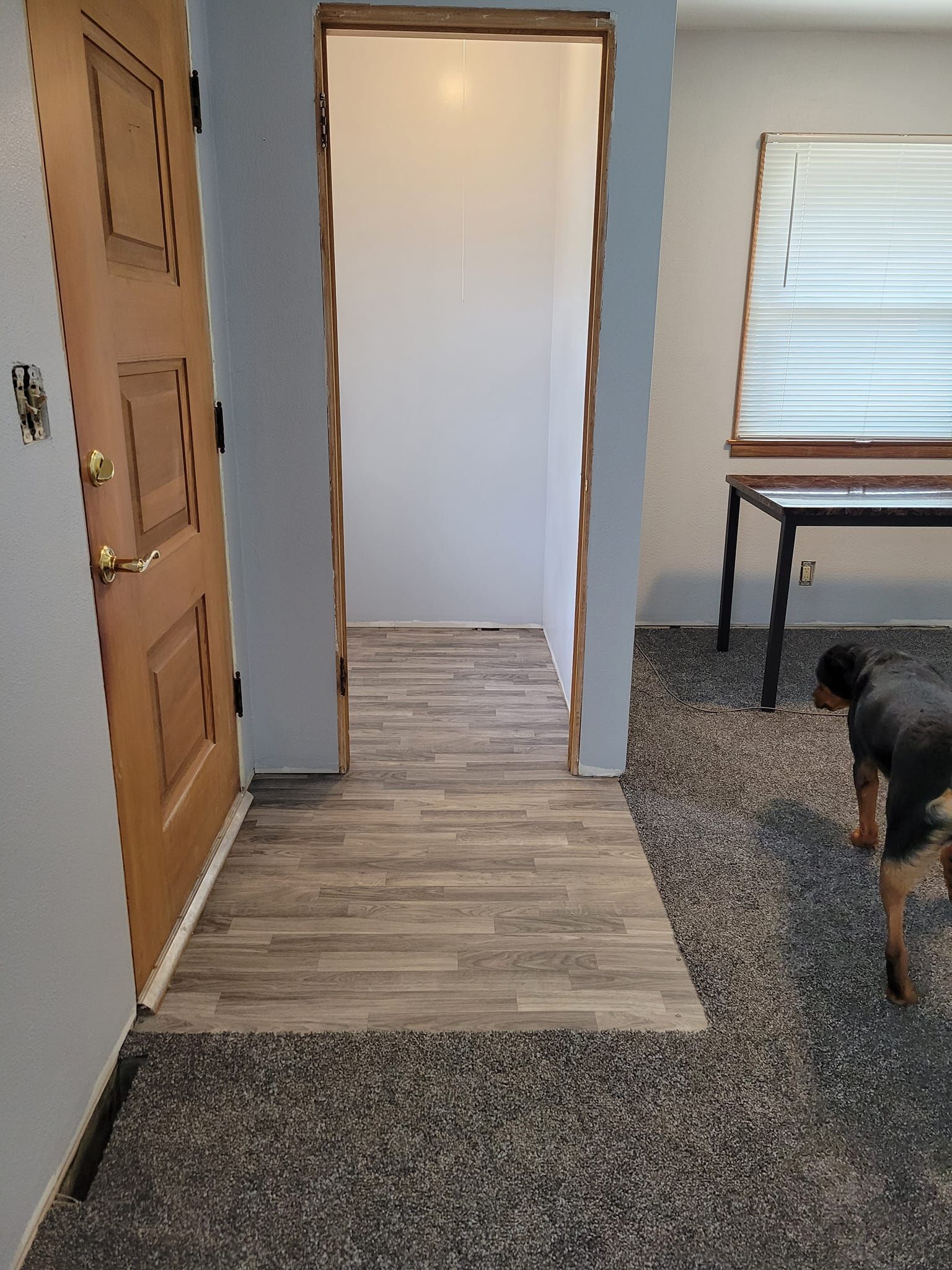 A dog is standing in a hallway next to a door.
