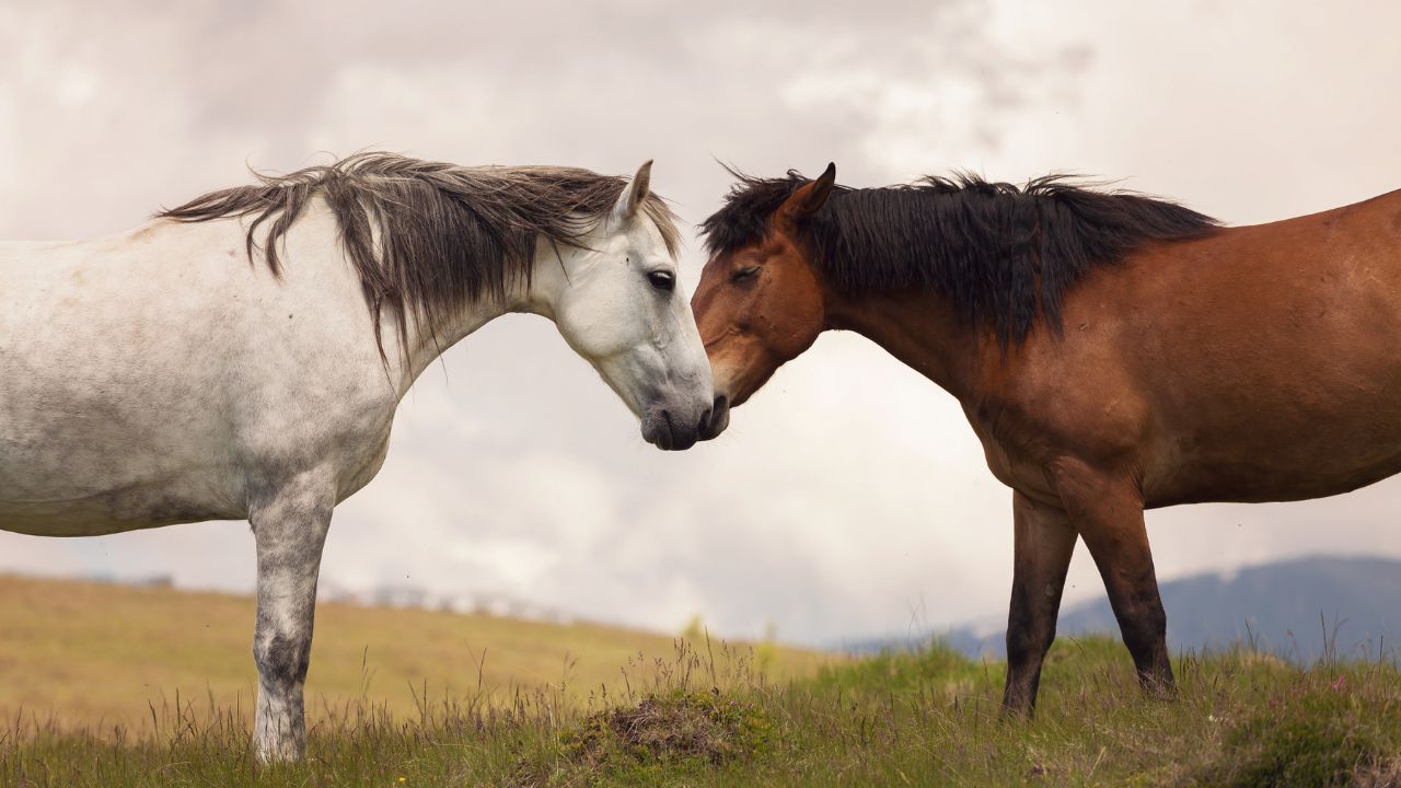 horses nuzzling in the field