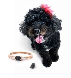 eterneva diamond from dog cremation ashes
