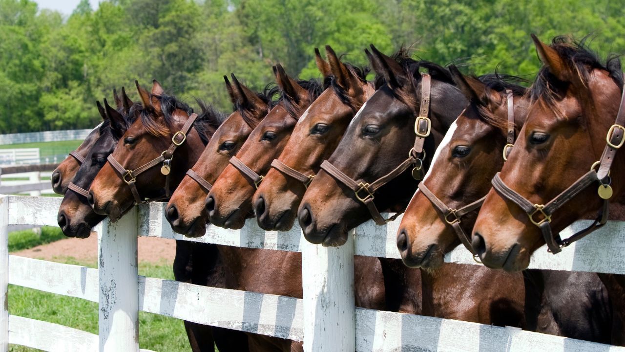 Kentucky Derby horses
