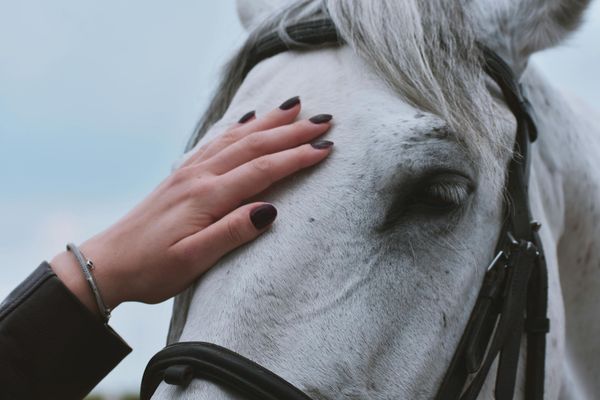 hand on horse head
