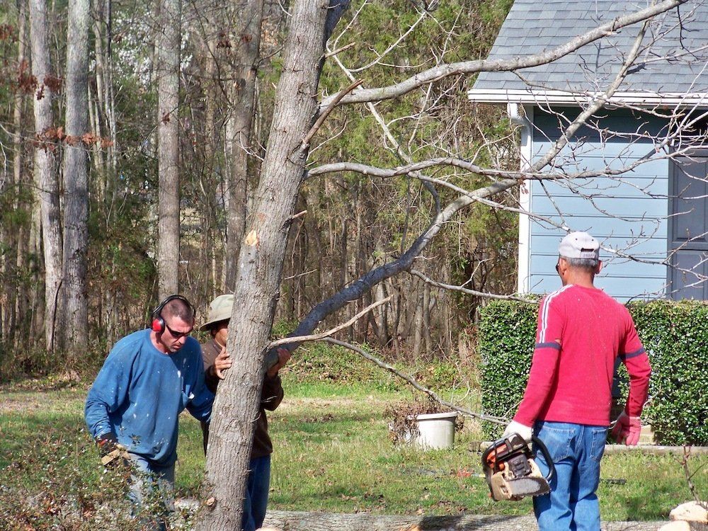 Tree Services being done in Raleigh, NC