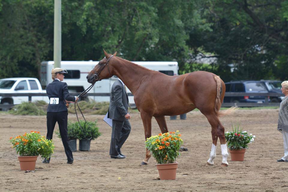 tievoli farm inc memories gallery