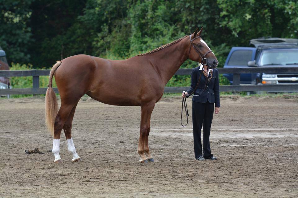 tievoli farm inc memories gallery